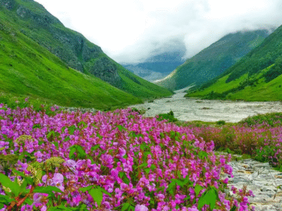 Valley of Flowers Trek