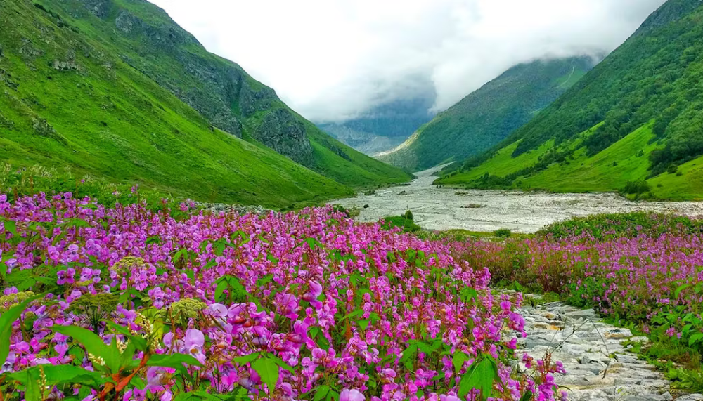 Valley of Flowers Trek